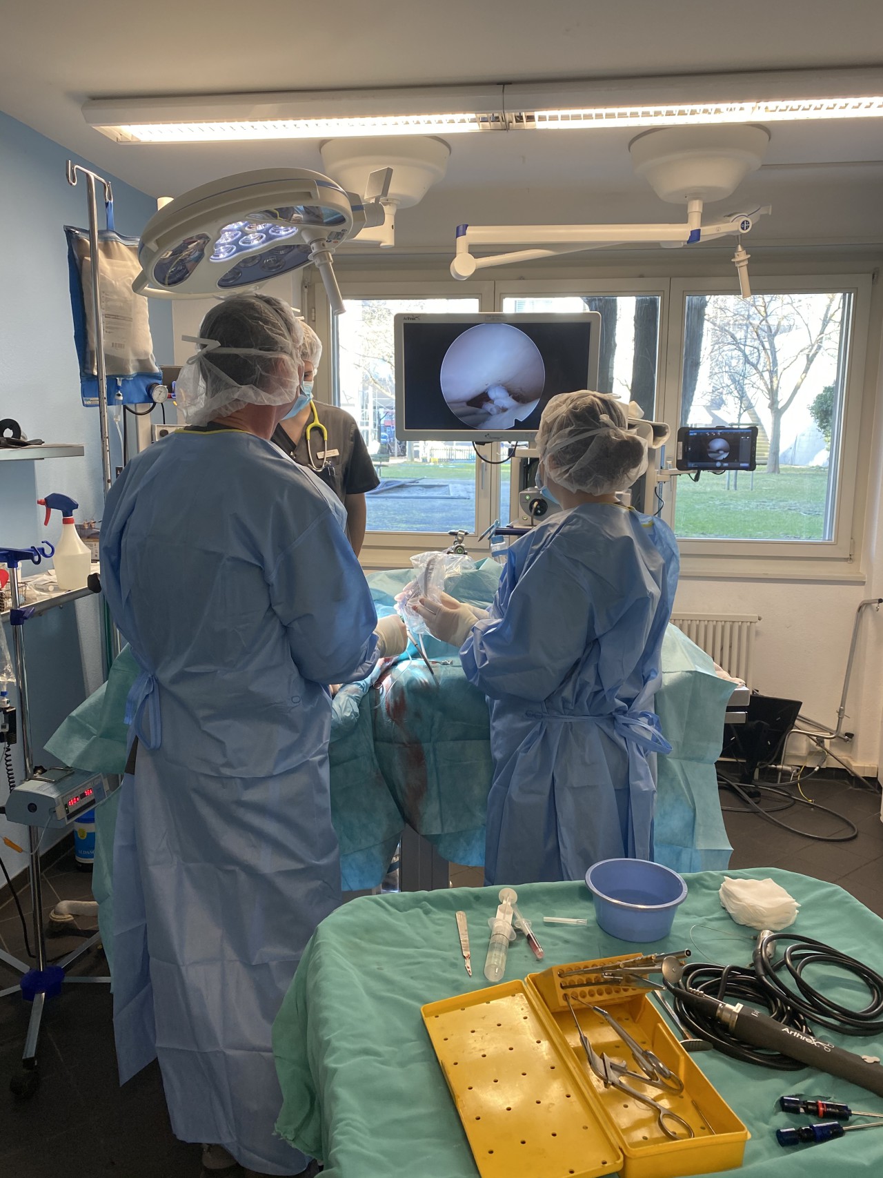 Veterinär/Kleintierpraxis Tierarzt Kastration Basel